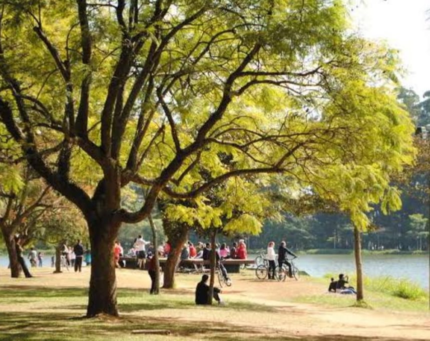 Árvores do Parque Ibirapuera