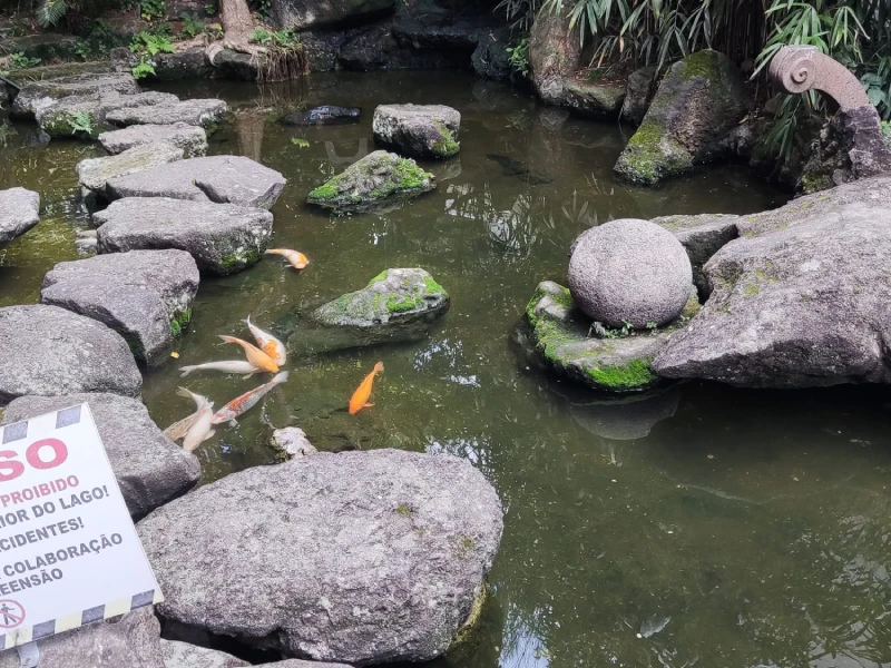 Lago de carpas do Jardim Oriental